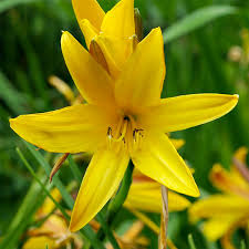 Attēlu rezultāti vaicājumam “Hemerocallis lilioasphodelus flower”