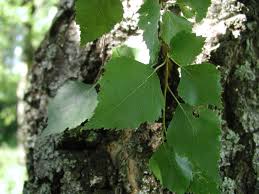 Attēlu rezultāti vaicājumam “Betula pendula var. carelica”