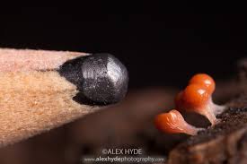 Attēlu rezultāti vaicājumam “Trichia alpina sessile”