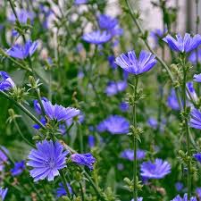 Image result for Cichorium intybus