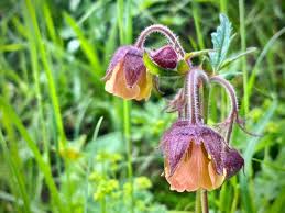 Attēlu rezultāti vaicājumam “Geum rivale leaf”
