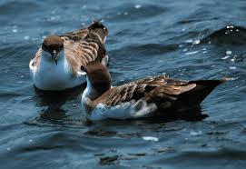 Image result for Puffinus gravis