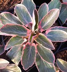 Attēlu rezultāti vaicājumam “Eryngium planum leaf”