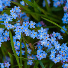 Attēlu rezultāti vaicājumam “Myosotis”