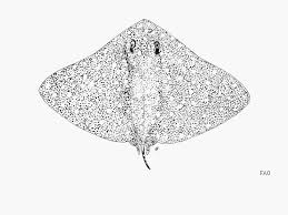 Image result for Gymnura micrura