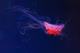 Image result for Cyanea capillata