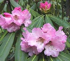 Attēlu rezultāti vaicājumam “Rhododendron sichotense flower”