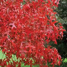 Attēlu rezultāti vaicājumam “Quercus rubra”