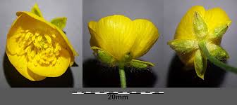 Attēlu rezultāti vaicājumam “Ranunculus lanuginosus bud”