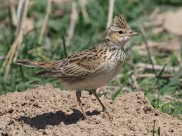 Attēlu rezultāti vaicājumam “Alauda arvensis adult”