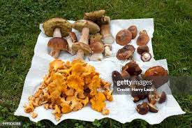 Attēlu rezultāti vaicājumam “Boletales”