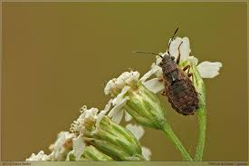 Attēlu rezultāti vaicājumam “Nithecus jacobaeae”