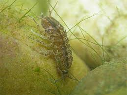 Attēlu rezultāti vaicājumam “Asellus aquaticus”