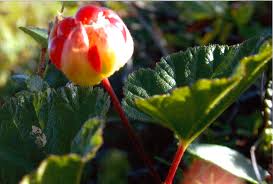 Attēlu rezultāti vaicājumam “Rubus chamaemorus flower”