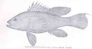 Image result for Centropristis striata