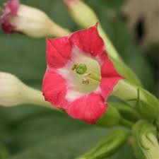 Attēlu rezultāti vaicājumam “Nicotiana tabacum flower”