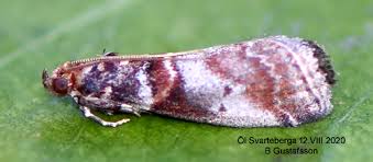 Attēlu rezultāti vaicājumam “Acrobasis advenella”