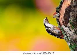 Attēlu rezultāti vaicājumam “Dendrocopos medius nest”