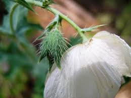 Attēlu rezultāti vaicājumam “Papaver argemone bud”