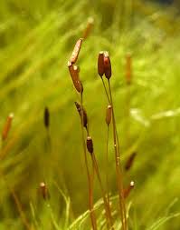 Attēlu rezultāti vaicājumam “Campylopus pyriformis sporophyte”