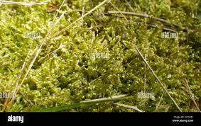 Attēlu rezultāti vaicājumam “Hypnum jutlandicum”