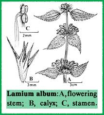 Attēlu rezultāti vaicājumam “Lamium album”
