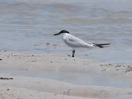 Image result for Gelochelidon nilotica