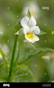 Attēlu rezultāti vaicājumam “Viola arvensis”