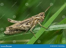 Attēlu rezultāti vaicājumam “Chortippus sp.”