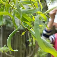 Attēlu rezultāti vaicājumam “Chrysomela vigintipunctata”