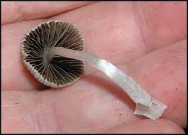 Attēlu rezultāti vaicājumam “Coprinus disseminatus”