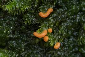 Attēlu rezultāti vaicājumam “Willkommlangea reticulata”