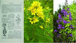 Attēlu rezultāti vaicājumam “Lysimachia vulgaris fruit”