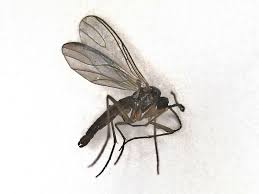 Attēlu rezultāti vaicājumam “Sciaridae”