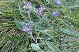 Attēlu rezultāti vaicājumam “Saussurea esthonica leaf”