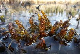 Attēlu rezultāti vaicājumam “Scorpidium scorpioides”