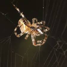 Attēlu rezultāti vaicājumam “Araneus diadematus eggs”