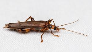 Attēlu rezultāti vaicājumam “Oedemera femorata”