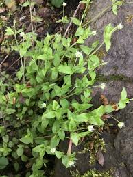 Attēlu rezultāti vaicājumam “Moehringia trinervia bud”