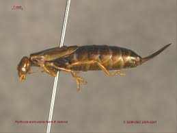 Attēlu rezultāti vaicājumam “Forficula auricularia”