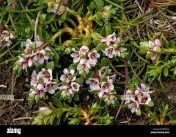 Attēlu rezultāti vaicājumam “Glaux maritima flower”