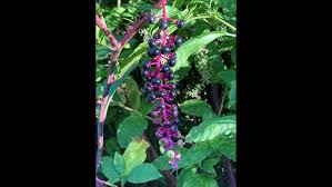 Attēlu rezultāti vaicājumam “Phytolacca acinosa fruit”