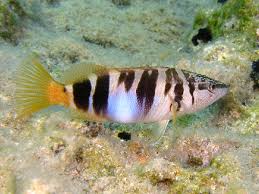 Image result for Serranus scriba