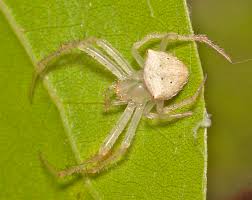 Attēlu rezultāti vaicājumam “Thomisidae”