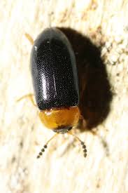 Attēlu rezultāti vaicājumam “Tetratoma fungorum”