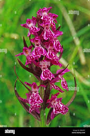 Attēlu rezultāti vaicājumam “Dactylorhiza russowii flower”
