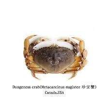 Image result for Metacarcinus magister