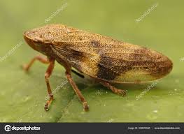 Attēlu rezultāti vaicājumam “Aphrophora nymph”