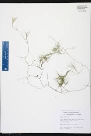 Attēlu rezultāti vaicājumam “Najas minor”