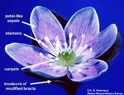 Attēlu rezultāti vaicājumam “Hepatica nobilis flower”
